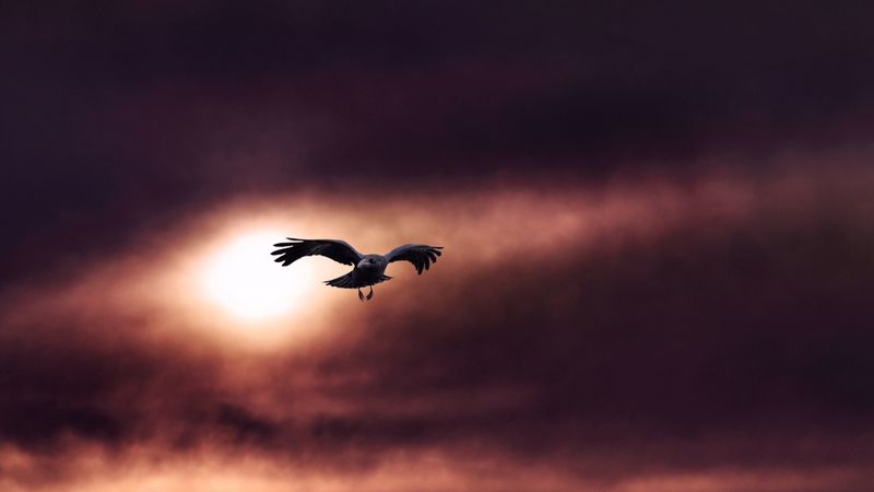 raven, bird, flight, sky, 4k
