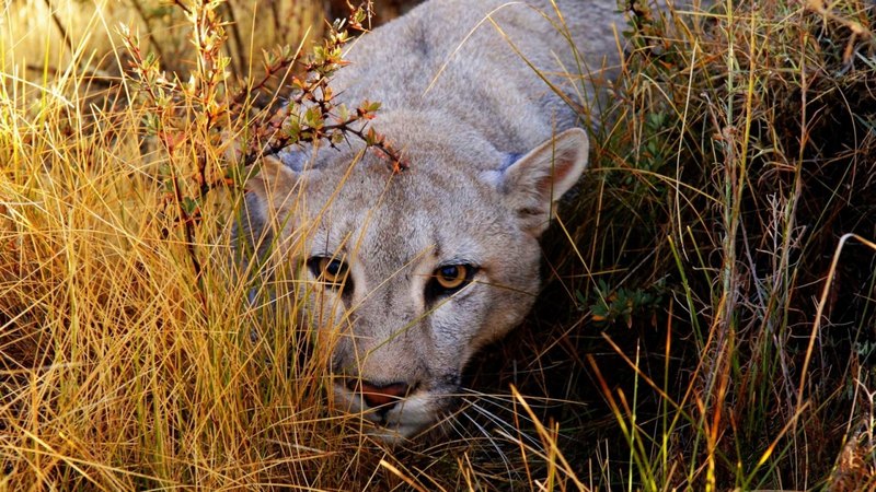 haunting, cat, big, wild