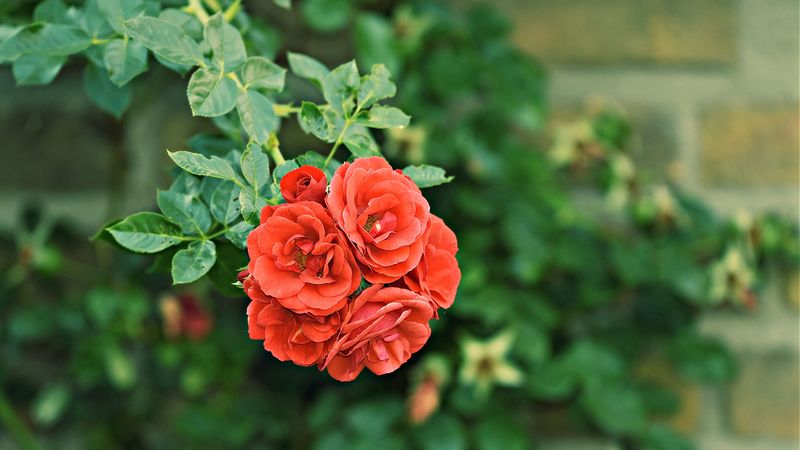 roses, bush, buds, garden, blossom, 4k