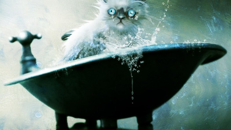 tub, crazy, painting, bath, cat