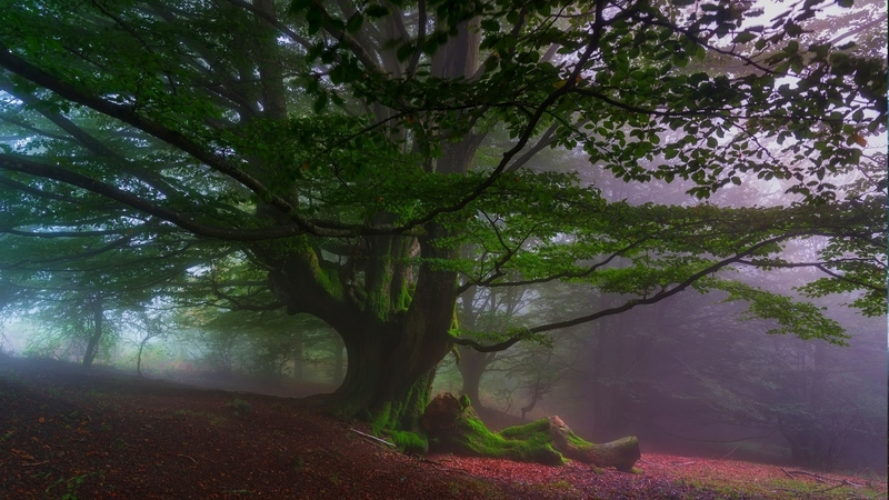 red, tree, leaves, moss, mist