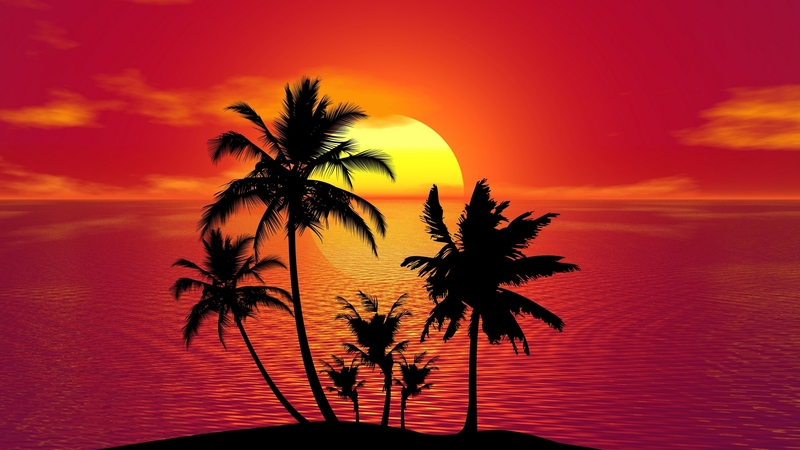 palm trees, summer, sunset, silhouette