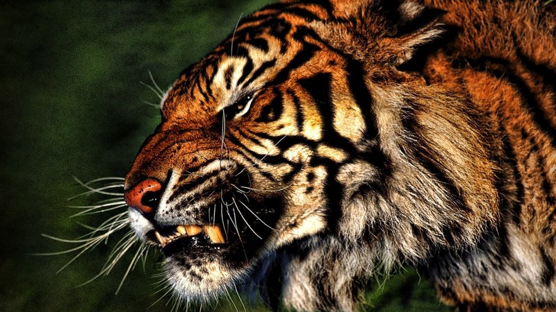 angry, tiger, big cat, wild