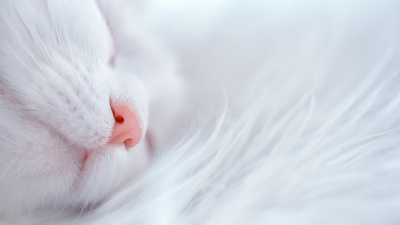 lovely, sleep, white, cat, pink, fur, animal, pisica