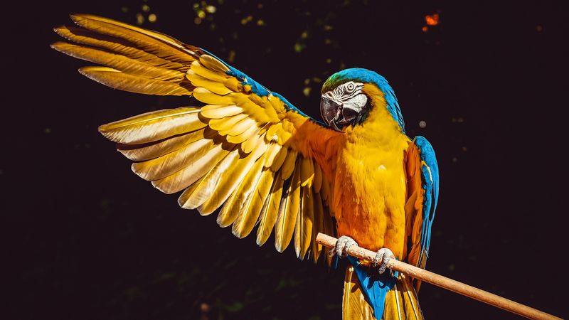 parrot, macaw, wing, wingspan, 4k