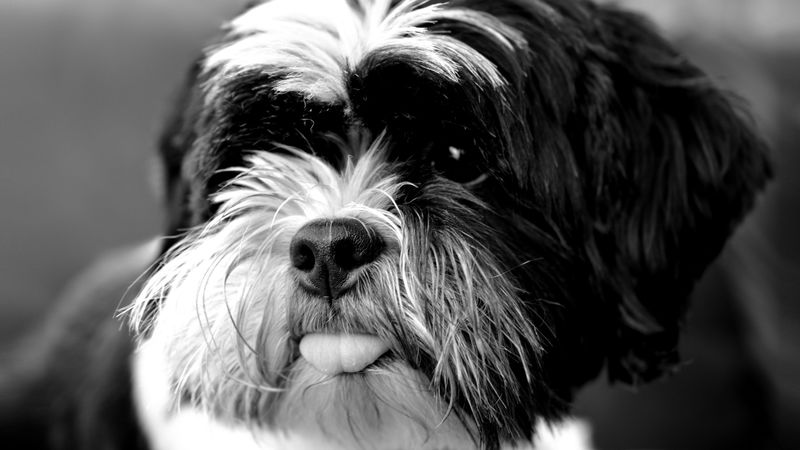 tibetan terrier, dog, protruding tongue, bw, 4k