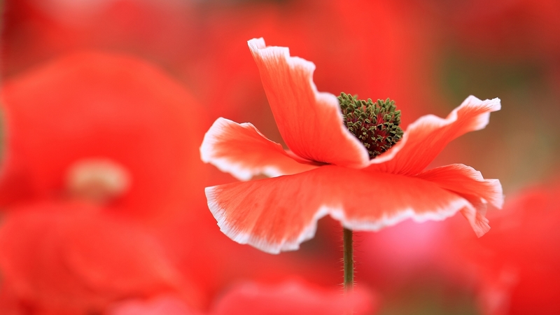 red, poppy, mac, flower, summer, white