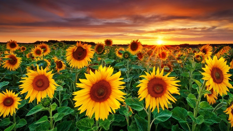 field, sunflowers, fiery, golden, sunset, beautiful, sky