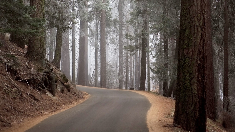 forest, leaves, nature, road, trees, landscape