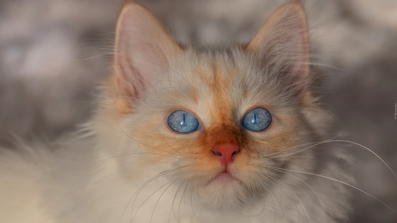 nature, cats, blue, animals, photography