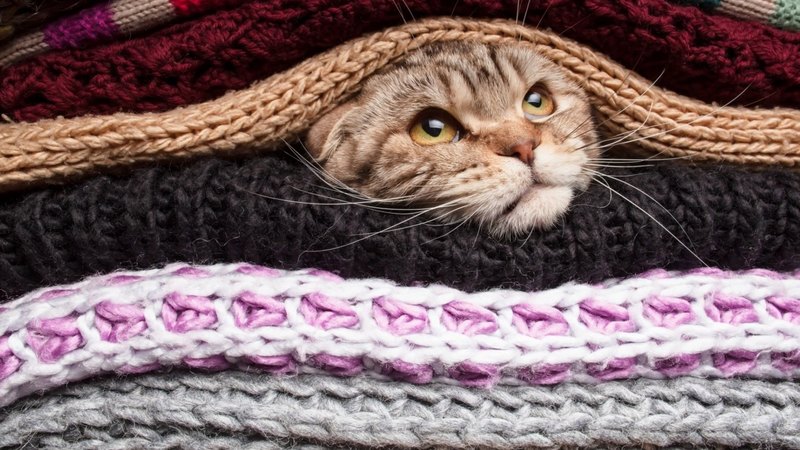cute, kitty, place, adorable, funny, cat, hidden, sweet