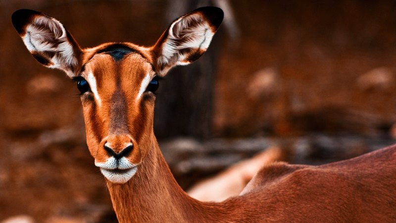 female, african, national, park, south, africa, deer, animal, raymond, impala, nicolas, kruger