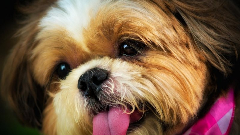 pretty, lovely, playful dog, playful, beautiful, sweet, dog face, cute, puppies, face, animals, dogs, puppy