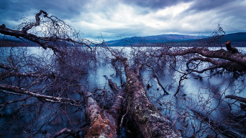 fallen, logs, trees, clouds, lake, mist