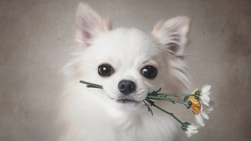 puppy, view from the top, caine, flower, white, animal, dog