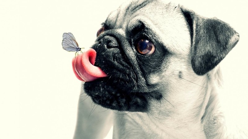 black, tongue, animal, butterfly, funny, pug, white, pink, puppy, dog