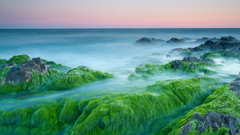sea, oceans, twilight, moss, rocks, algae, nature