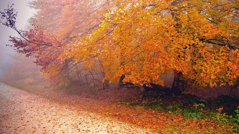 forest, autumn, road, mist