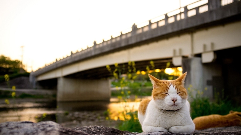 water, cat, bridge, sleepy