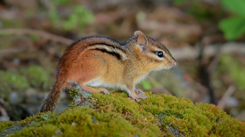 animal, wildlife, moss, chipmunk
