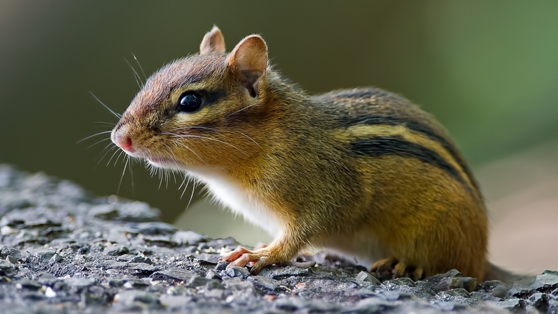 animal, wildlife, stones, chipmunk