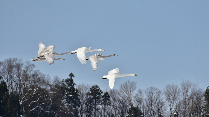 birds, animals, flight, swans