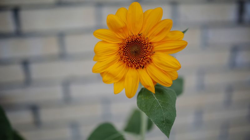 sunflower, bud, petals, bloom, blur, 4k
