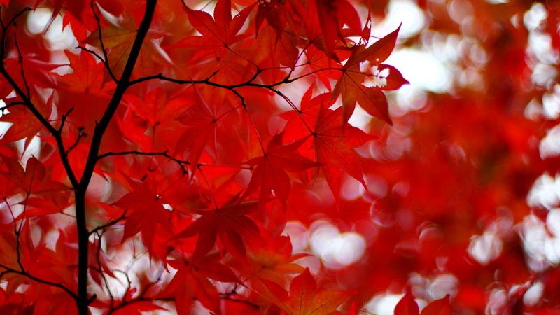 acer japonicum, amur maple, maple, leaves, glare, red, branches, 4k