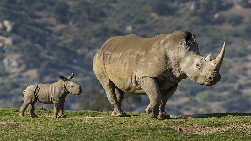 mother, rhinos, large, animals, baby