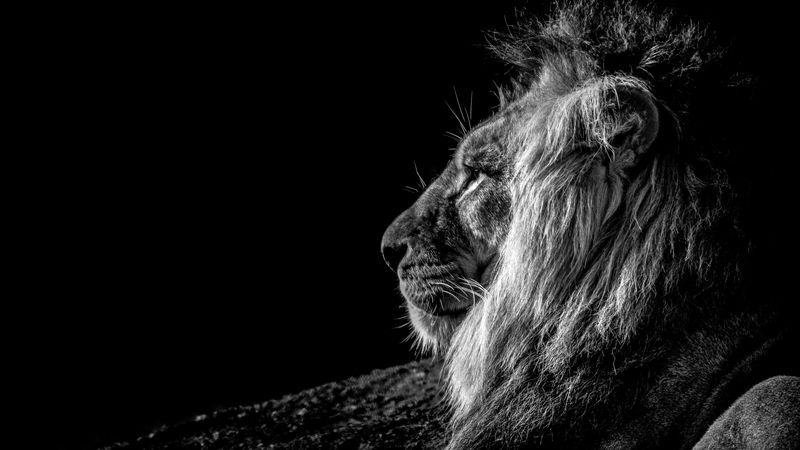 lion, profile, bw, 4k