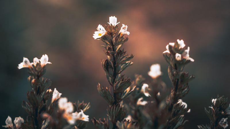 flowers, wild flowers, blur, 4k