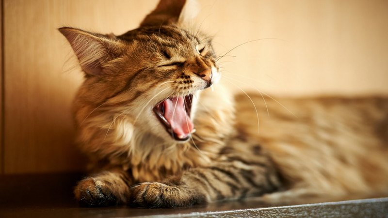 pretty, beautiful, sweet, beauty, face, sleepy, animals, lovely, kitty, cat, sleeping, cat face, hat, cute, paws, cats, kitten