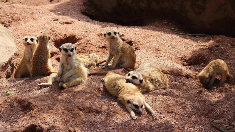 rest, meerkat, tail, animal