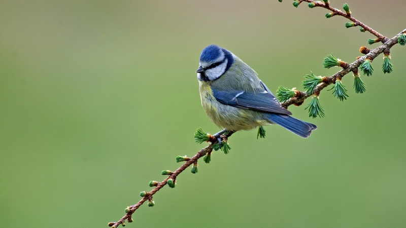 pasari, spring, blue tit, bird, pitigoi