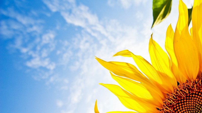 hd, background, sunny, sunflower, sky, clouds, flowers, day, nature, sunshine, white, blue