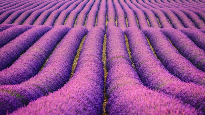 rows, country, field, pretty, rural, lavender, bushes, farm, photography, purple, nature, huge