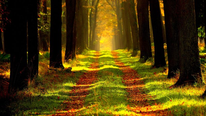 forest, autumn, path, fog, 4k