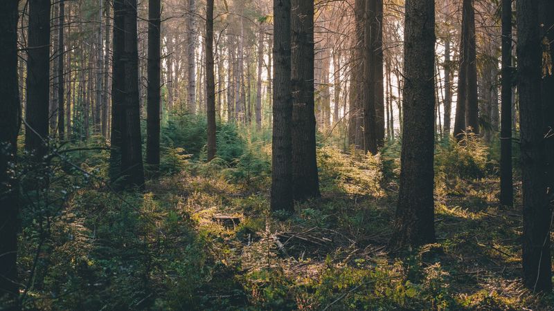 forest, rays, bushes, 4k