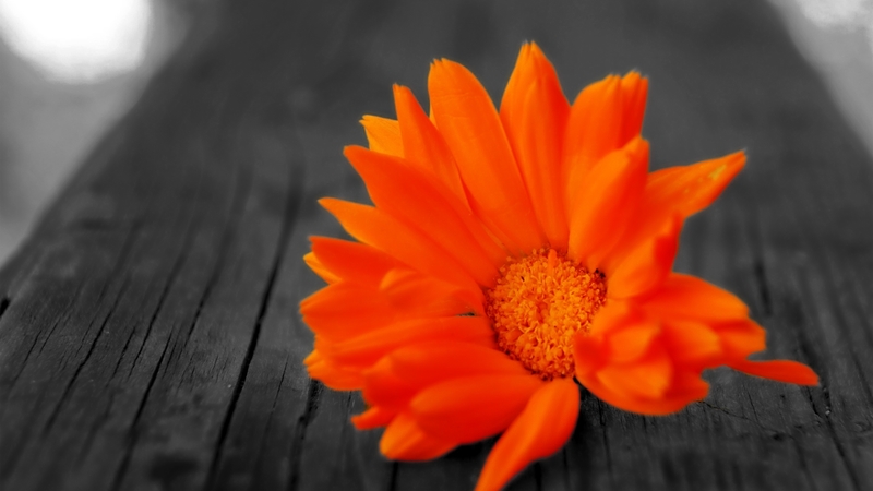 abstract, bright, orange, flower
