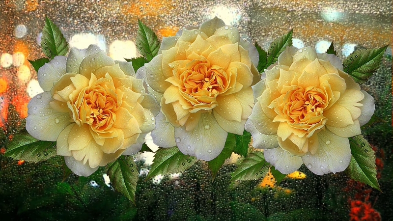 yellow, rain, roses, flowers