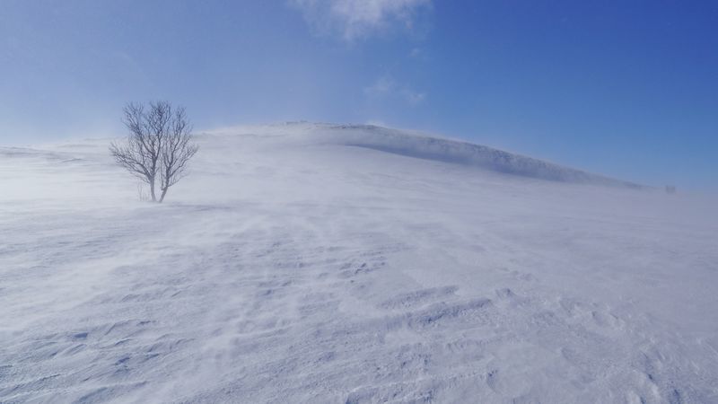 tree, snow, wind, fog, 4k