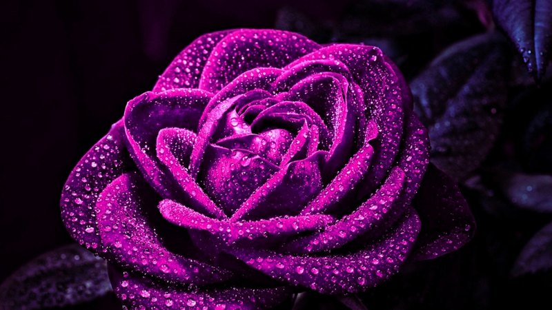 water, rose, droplets, flowers, nature, beautiful
