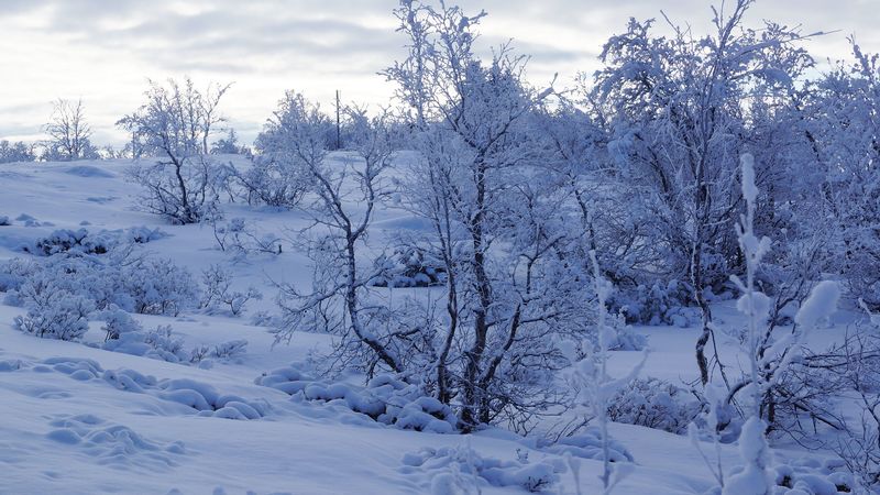 trees, snow, winter, snowy, 4k