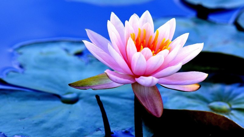 enchanting nature, beautiful, buds, leaves, splendor, flower, nature, petals, pink