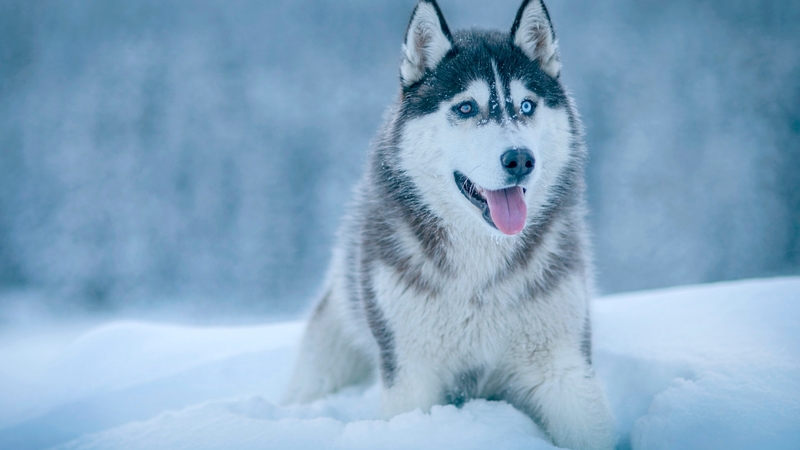 snow, canine, husky, dog