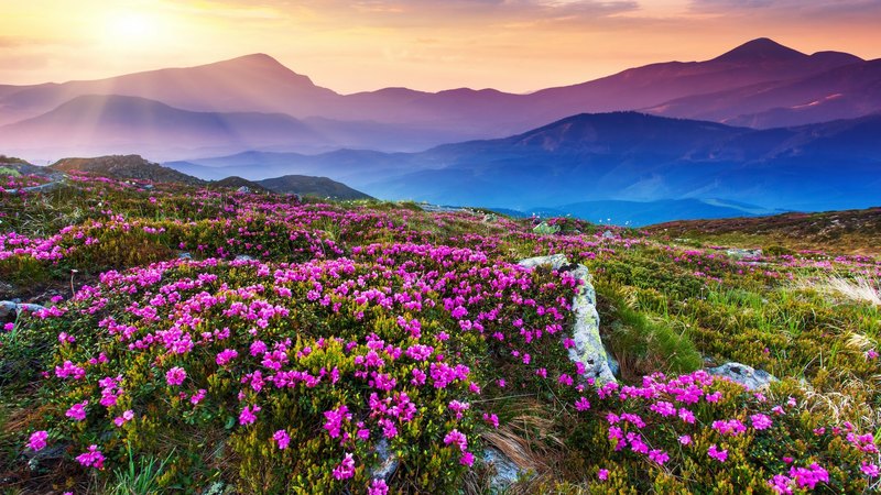 purple flowers, sunset, sky, clouds, splendor, rays, mountains, flowers, nature, landscape