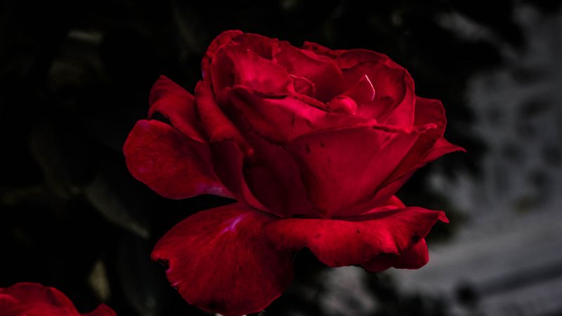 rose, red, bud, bloom, garden, 4k