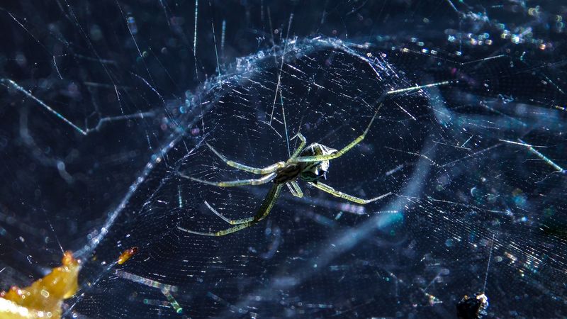 spider, cobweb, insect, blur, 4k