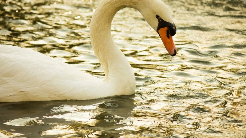 water, swan, bird, eleant