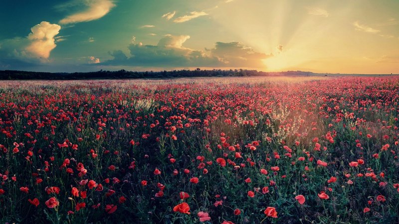 blossoms, sunset, sky, clouds